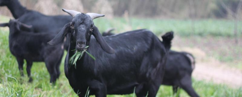 南方黑山羊哪个品种好，黑山羊适合哪些地区养殖
