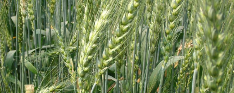 泰农18小麦品种简介