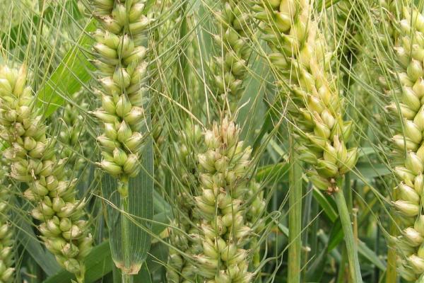泰农18小麦品种简介