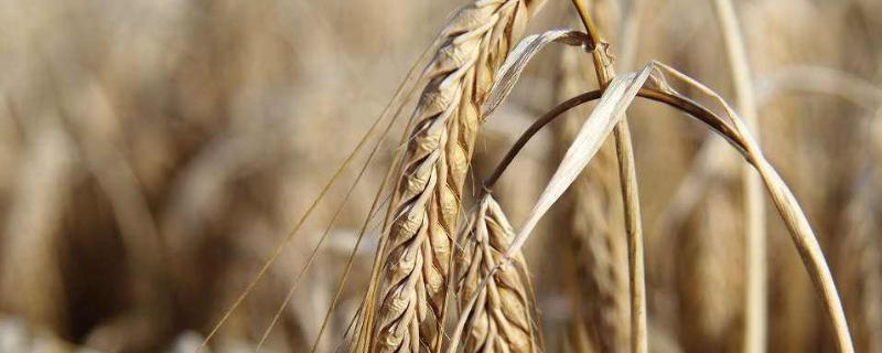 山农25小麦品种简介