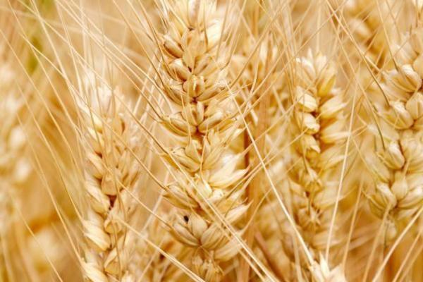 山农25小麦品种简介