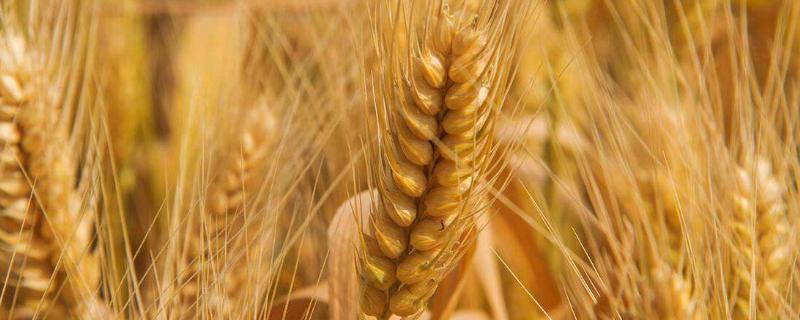 鲁农116小麦品种