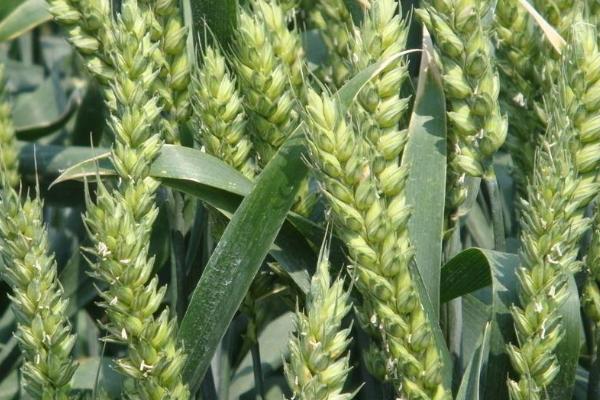 鲁农116小麦品种