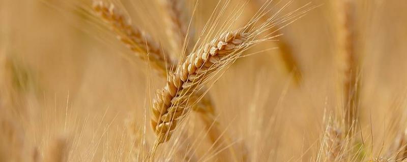 西农585小麦品种简介