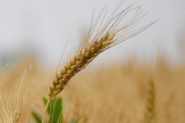 西农585小麦品种简介