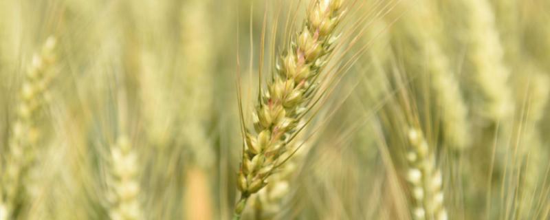 西农979小麦品种简介