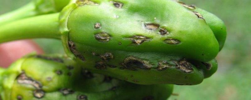 辣椒出现干疤是什么病，是什么原因导致的