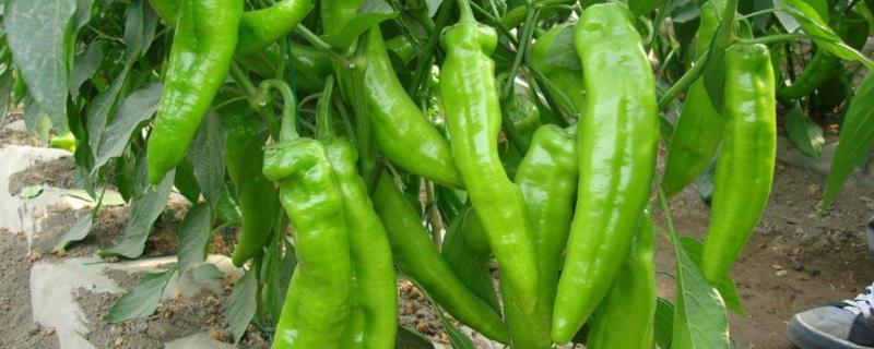辣椒适合什么温度生长，辣椒的种植方法