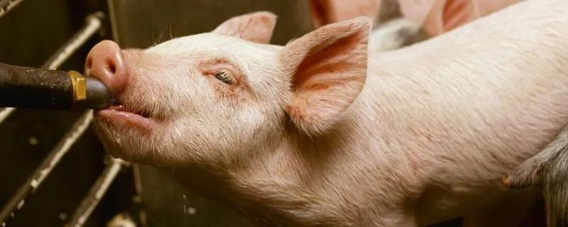 猪的体温，多少度正常，发烧不吃食怎么办