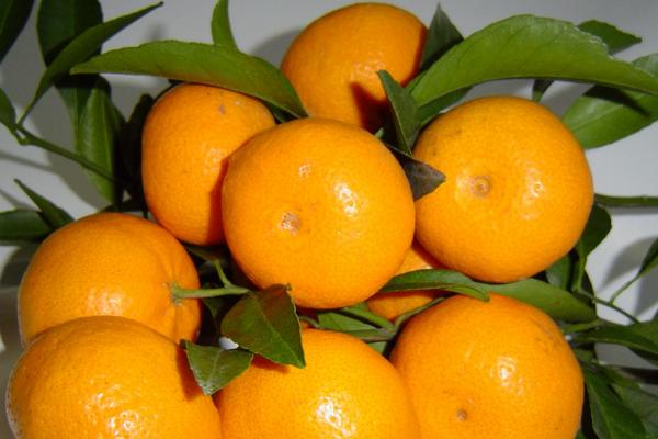 7月成熟的早熟柑橘