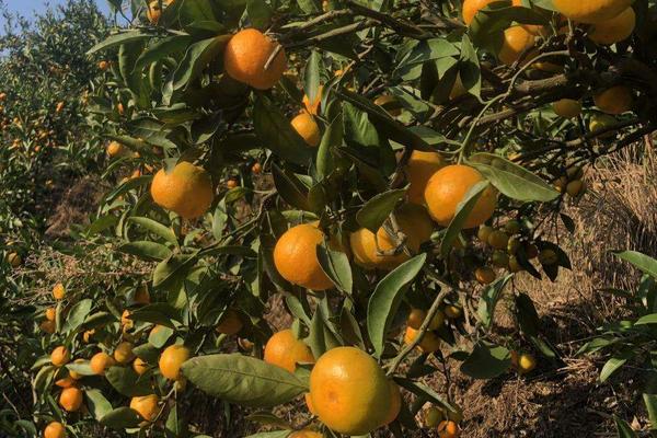 7月成熟的早熟柑橘
