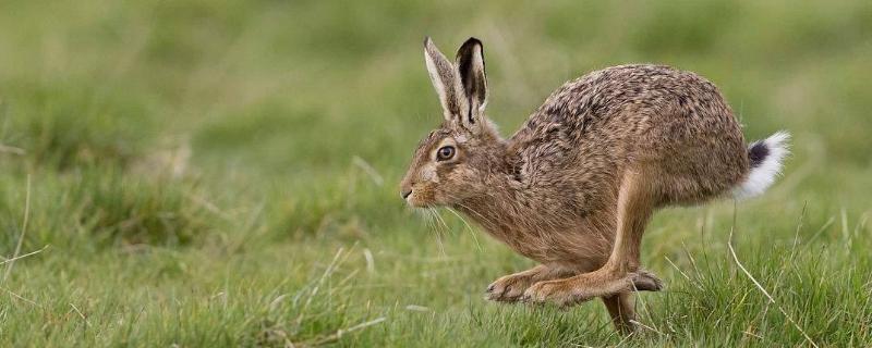 野兔喜欢走什么路，野兔和家兔的区别