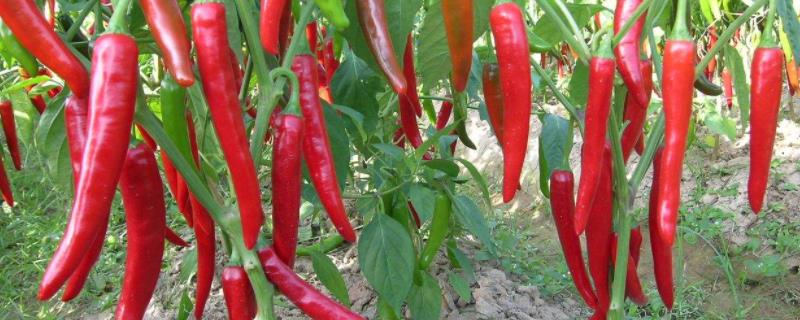 辣椒冷藏温度是多少，辣椒冬季可以育苗吗