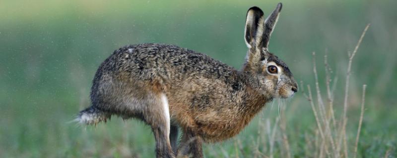 野兔晚上被灯照为什么不跑，野兔子和家兔子的有什么区别