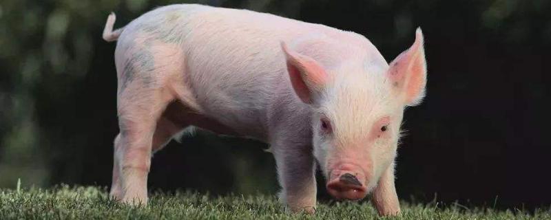 猪胰子在猪的什么位置，猪的器官有哪些