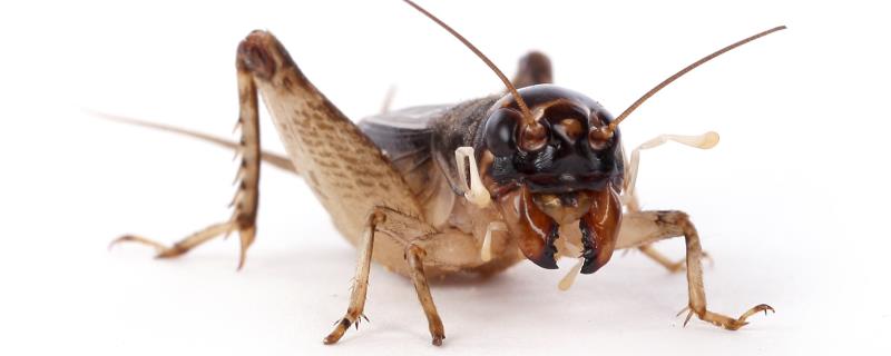 昆虫记中蟋蟀的寿命，蟋蟀和蛐蛐一样吗