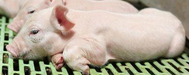 夏天刚出生的小猪要保温灯吗，仔猪喂养注意事项