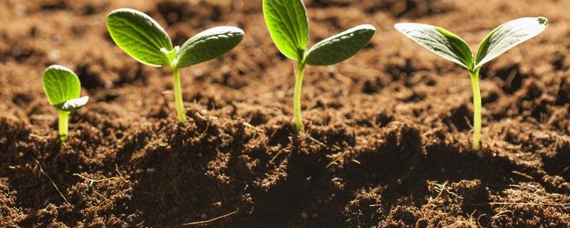 微生物肥料的长期使用可以修复被污染的土壤吗，微生物肥料与化肥的关系