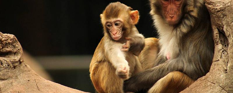 猴子的繁殖过程，附繁殖周期
