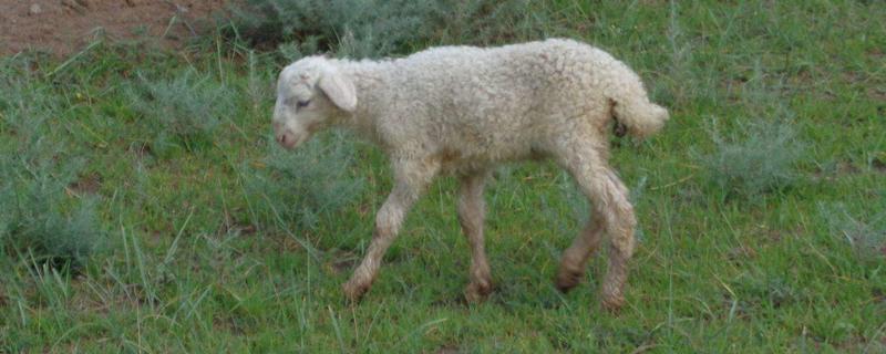 小羊羔蹬后腿伸腰是怎么回事，小羊羔不吃奶没精神走路不稳怎么办