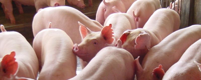 40斤小猪一天喂几次，40斤小猪一天喂多少饲料