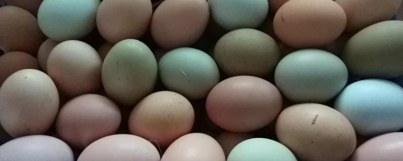 鸡卵是什么，鸡卵的发育过程