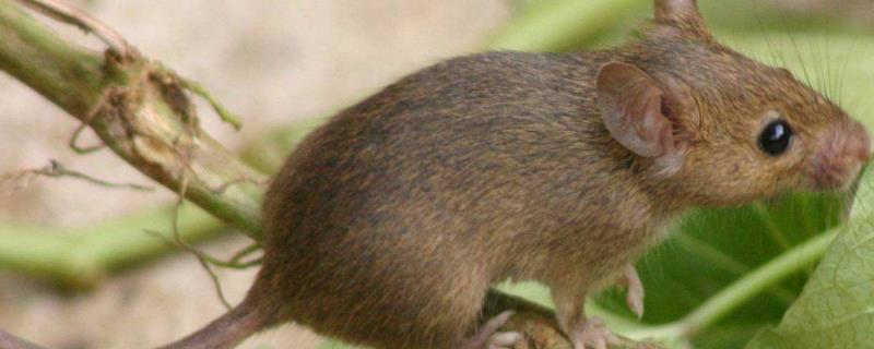 黄胸鼠的特点有哪些，黄胸鼠和褐家鼠如何鉴别