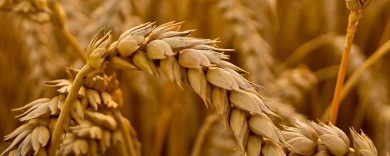 冬小麦品种，冬小麦出苗后可以浇水吗