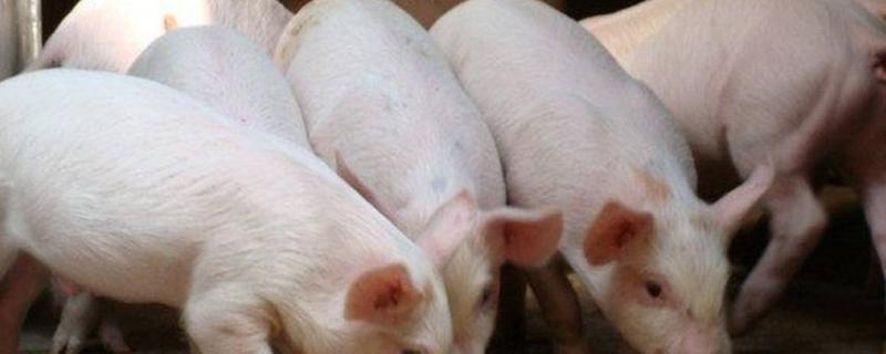 250斤猪体长一般多少，40斤小猪一天喂多少饲料