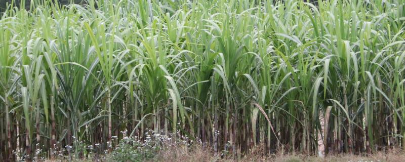 甘蔗怎么育苗，甘蔗适合哪些地区种植