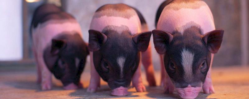 猪最早起源于哪个国家，猪的品种
