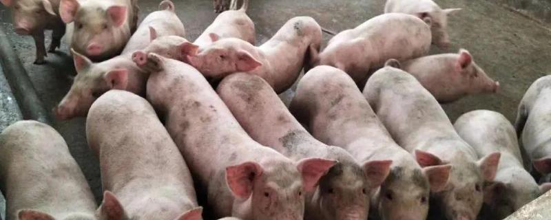仔猪高热病症状与防治，是什么原因导致的
