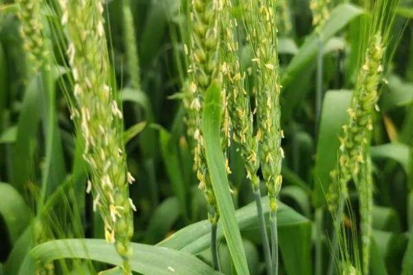 小麦苗期病害及防治方法
