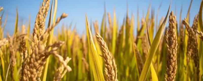 中稻直播种植时间与技术，中稻和晚稻有什么区别