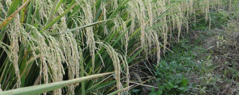 晚稻中稻早稻为什么生态型，中稻几月份播种几月份收获