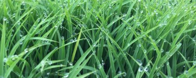 公稻子栽在地里行吗，公稻子影响产量吗