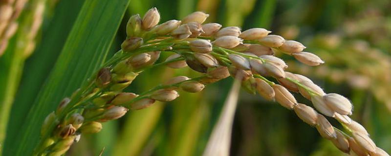 直播稻田用什么除草剂，除草剂药害有多长