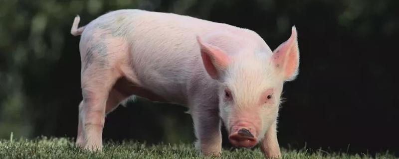 猪长癞土方怎么治，是什么原因导致的