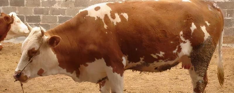 牛的胃的构造及功能，都容易患哪些疾病