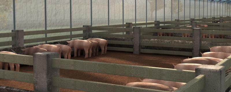 猪一般多少斤可以出栏，猪出栏周期多久