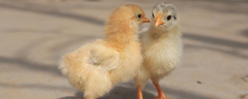 小鸡和成年鸡的区别，小鸡养多久可以出栏