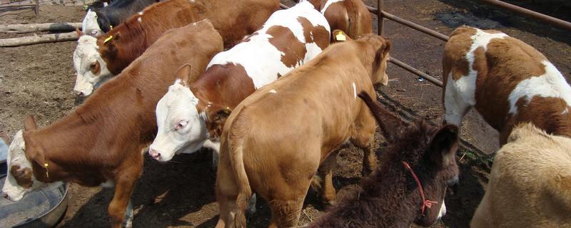 育肥牛怎么喂长得快，育肥牛什么品种好