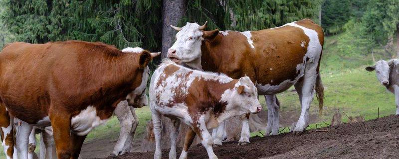 牛的四个胃分别是什么食材，牛胃胀气怎么办