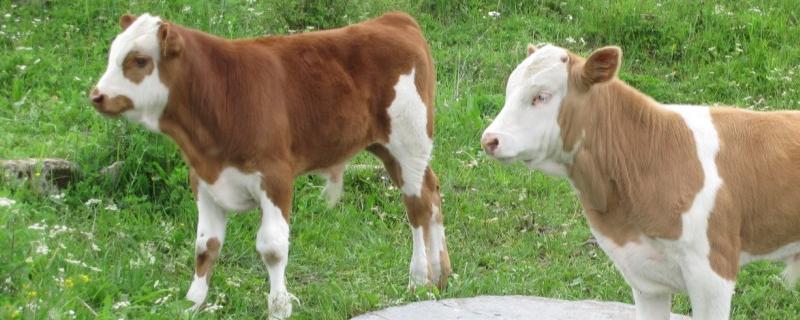 生三天的牛犊呼吸多少次正常，牛犊呼吸道感染的症状