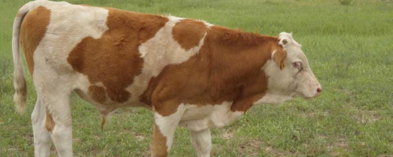 西门塔尔牛出肉率多少，是哪个国家的品种