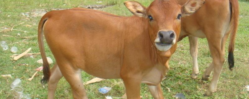 5天的小牛犊喘怎么治疗，是什么原因导致的