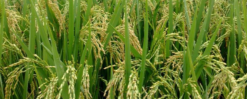 稻子和麦子的区别，附稻子的生长过程