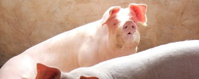 预防猪高热病的最佳方式，附症状和发病原因