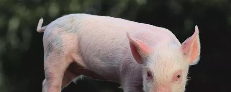 猪中暑用什么药治疗，夏季避免猪中暑的措施