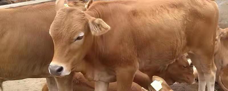 一头牛有多少斤肉，牛的养殖周期一般多长